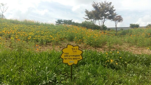이곳은 동화면새마을협의회에서 가꾸는 꽃밭입니다 ♡♥ 이미지 1