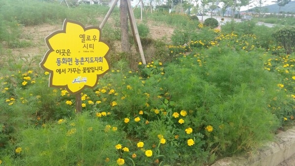 이곳은 동화면 농촌지도자회에서 가꾸는 꽃밭입니다 ♡♥ 이미지 1