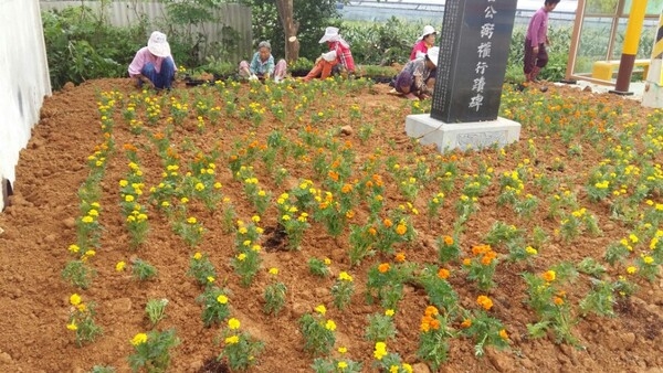 송계리 버스정류장 옆 가로화단에 핀 메리골드 이미지 1