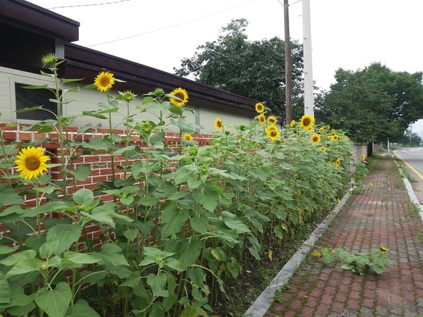 화룡마을 해바라기 활짝~~ 이미지 2