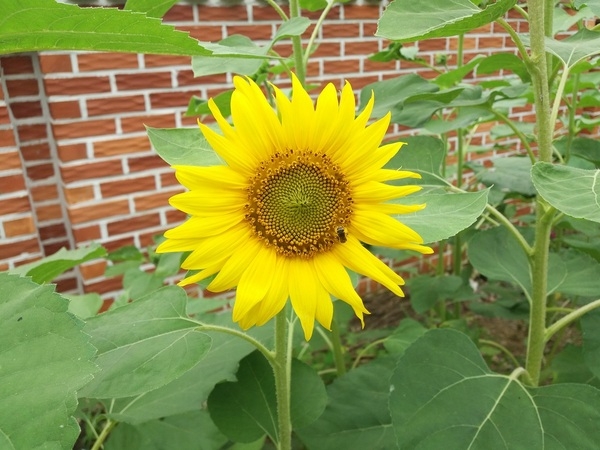 화룡마을 해바라기 활짝~~ 이미지 1