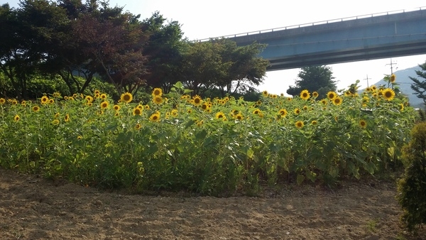 오랜 기다림 끝에 우리에게 찾아와 기쁨을 주는 해바라기 ~ 이미지 3
