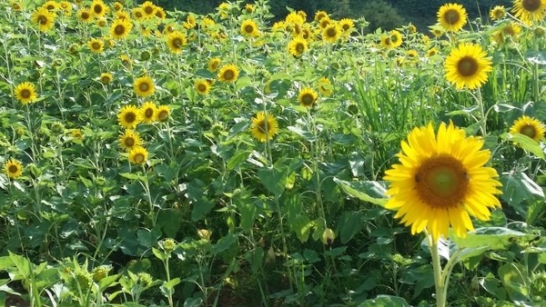 오랜 기다림 끝에 우리에게 찾아와 기쁨을 주는 해바라기 ~ 이미지 1