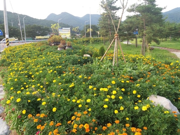 약수쌈지공원 메리골드 심은지 한달 후~  이미지 2