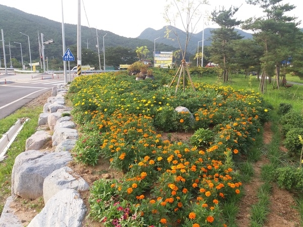 약수쌈지공원 메리골드 심은지 한달 후~  이미지 3