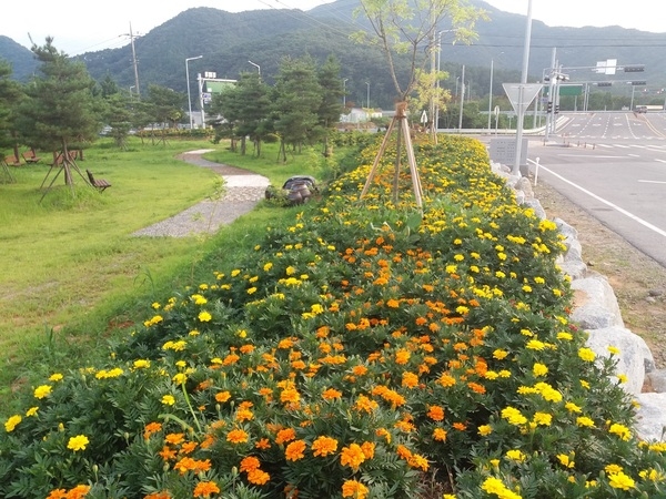 약수쌈지공원 메리골드 심은지 한달 후~  이미지 1