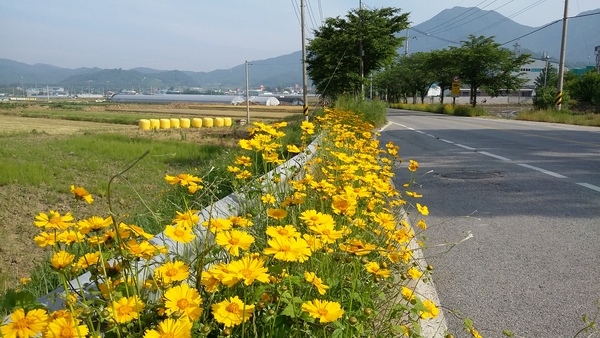 저 풀 먹고자란 송아지도 노래질까요? 이미지 1