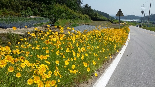 진원면 용산리~ 진원동 초등학교 길 이미지 1