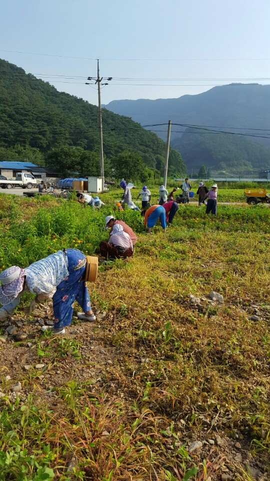 북이면 옐로우시티 시범마을 주민과 함께 이미지 2