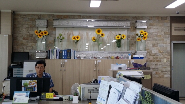 면사무소에 노오란 해바라기가 피었(?)습니다.  이미지 2