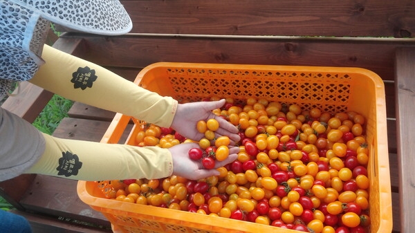 수확의 기쁨~옐로우 토마토, 맛도 굿!! 이미지 1