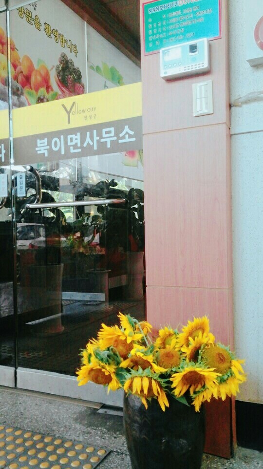 북이면사무소에 핀 해바라기 이미지 2