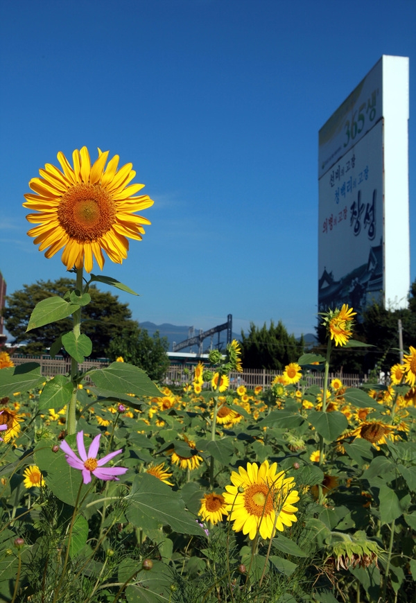 해바라기 감상 이미지 1