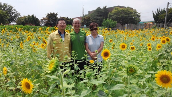 해바라기 포토존 이미지 3