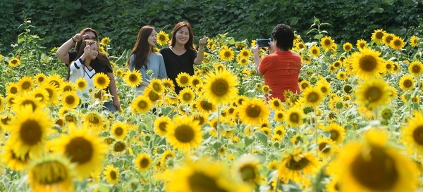 해바라기 포토존 이미지 1