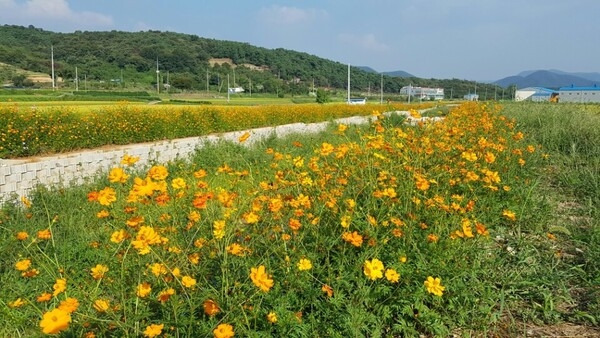 가을옷 입은 북이면 들녁~ 황화코스모스 만발 이미지 2