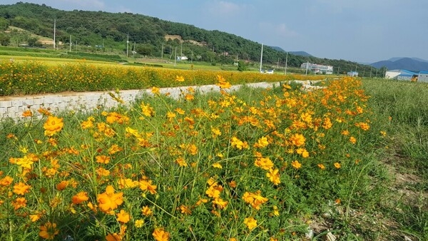 가을옷 입은 북이면 들녁~ 황화코스모스 만발 이미지 1