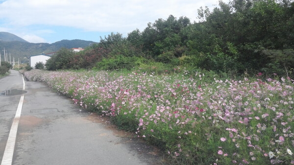 북이면 전원마을 진입로  코스모스길 김우진 작가님 작품과 함께  이미지 2