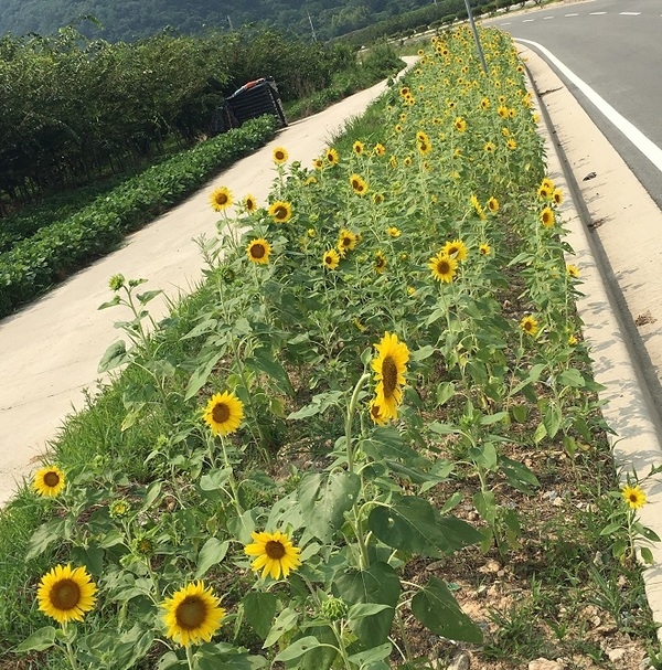 노란 해바라기는 남면 옐로우시티 바라기 이미지 2