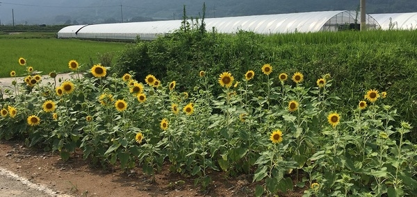 노란 해바라기는 남면 옐로우시티 바라기 이미지 3