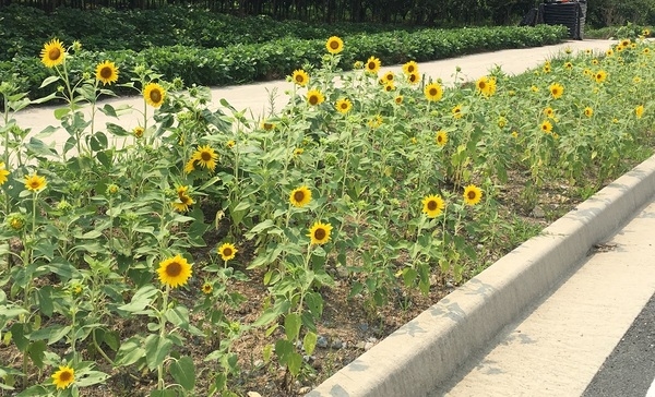 노란 해바라기는 남면 옐로우시티 바라기 이미지 1