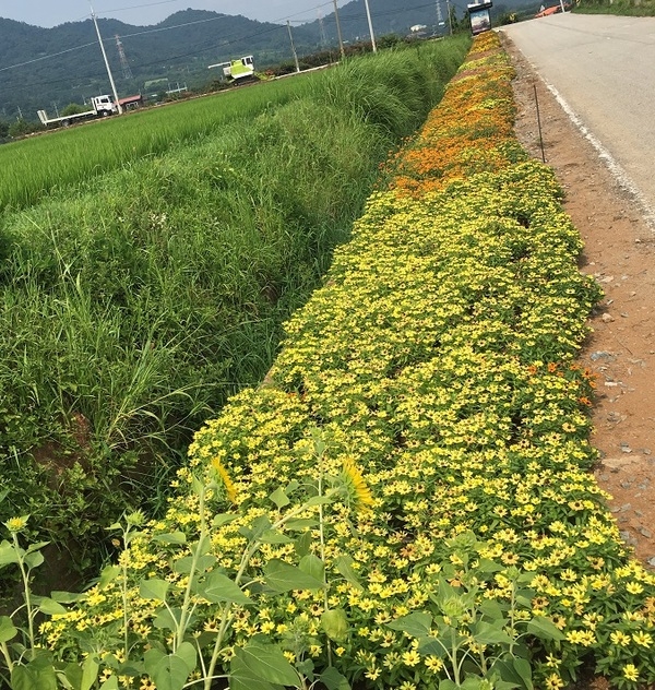 동네 사람들이 잘 키운 꽃밭 ***정원 안부럽다~~ 이미지 1