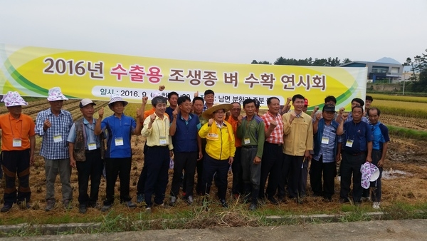 누우런 남면 분향리 죽분 들녘 이미지 2