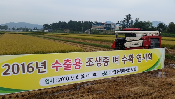 누우런 남면 분향리 죽분 들녘 이미지 1