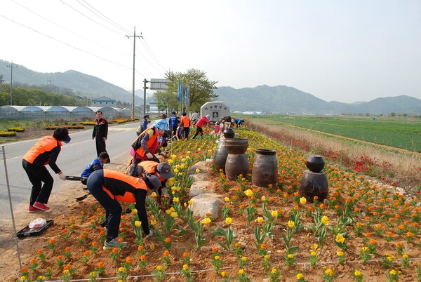 북일면 박산사거리가 황금빛으로 물들었습니다^^ 이미지 5