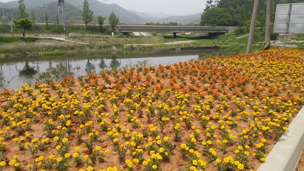 북일 옐로우동산^^ 이미지 3