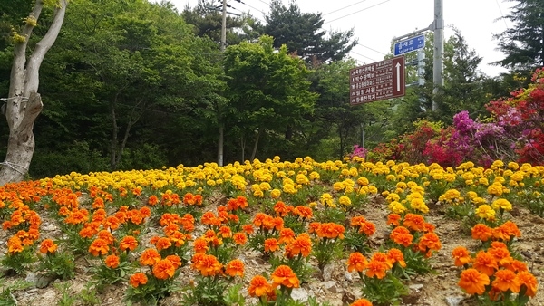 북일 솔재 꽃동산^^ 이미지 2
