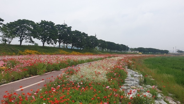 황룡강 봄꽃 이미지 2