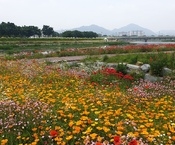 황룡강 봄꽃