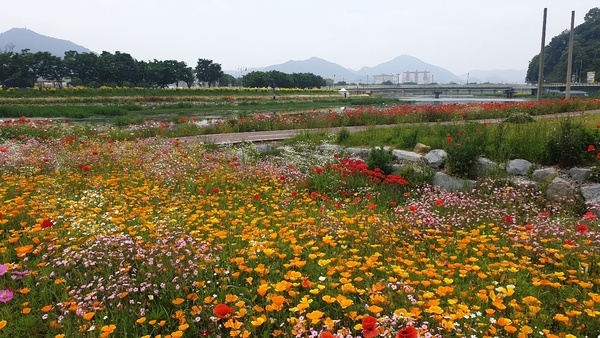 황룡강 봄꽃 이미지 1