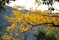 충령산 단풍