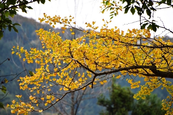 충령산 단풍