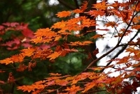 축령산단풍1