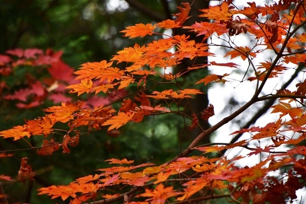 축령산단풍1