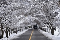 겨울