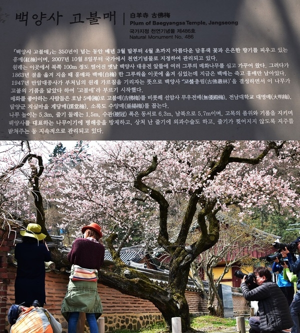 백양사 고불배