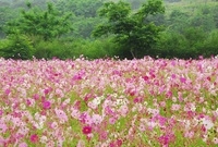 코스모스만개