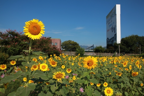 Yellow city in jangsung