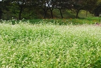 황룡강변의 꽃