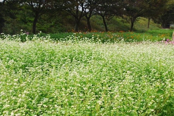 황룡강변의 꽃