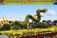 장성노란꽃잔치