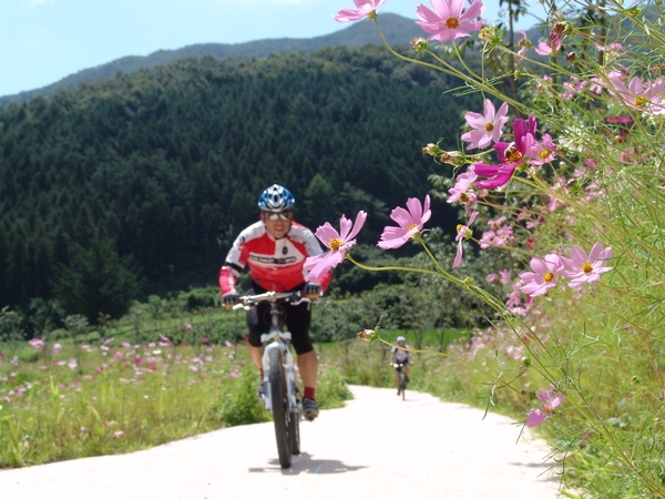 축령산 산소축제&40;금곡 코스모스길 MTB&41;