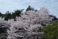 진원 벚꽃