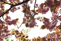 가로수