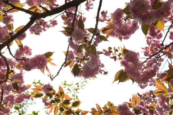 가로수