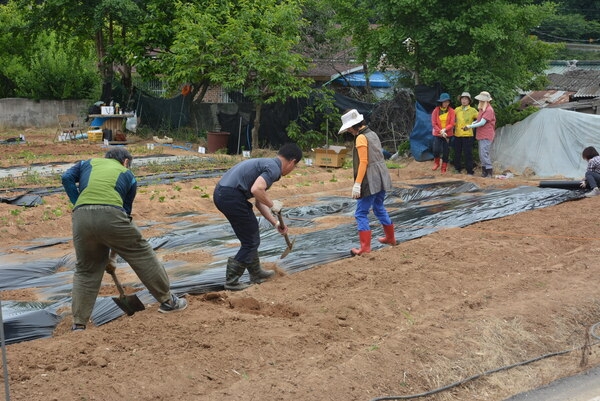 기술센타 약초반 실습농장에서